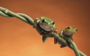 Frogs wallpaper thumb