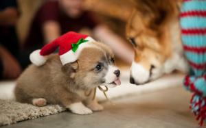 Lovely Puppy Santa wallpaper thumb