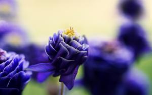Flower Macro Purple HD wallpaper thumb