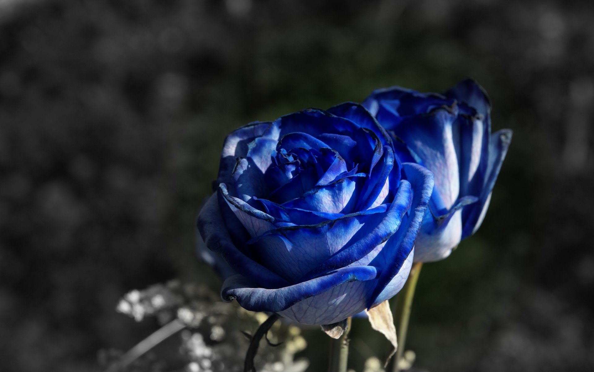 Blue Roses wallpaper | nature and