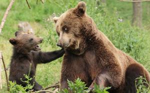 Bears, family, motherhood and cub wallpaper thumb