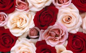 Fragrant Roses HD wallpaper thumb