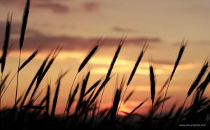 Sunset Nature Silhouettes Wheat Portugal Skyscapes Background Free wallpaper thumb