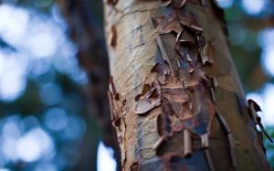Tree Trunk Close-up wallpaper thumb