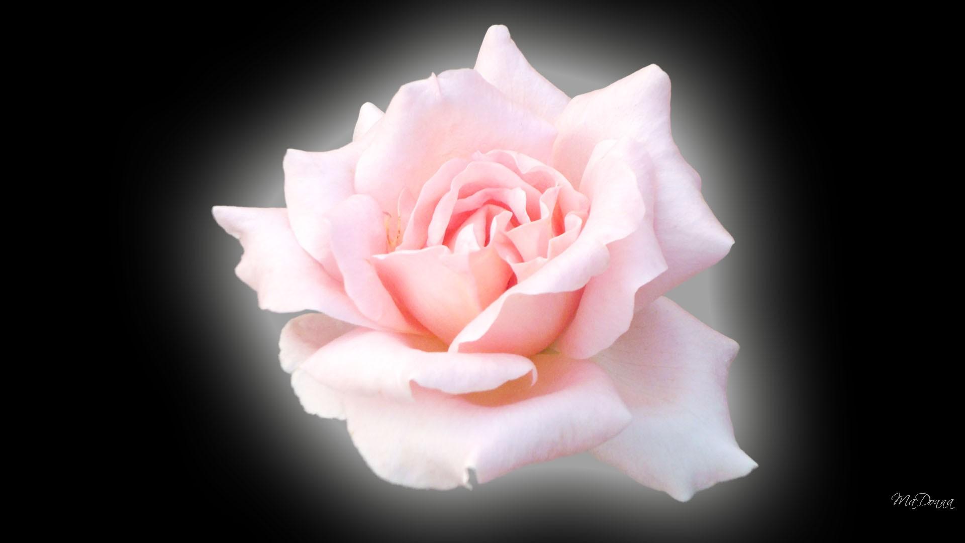 Pink Shadow Rose wallpaper | colorful | Wallpaper Better