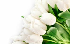 White tulips flowers, leaves wallpaper thumb