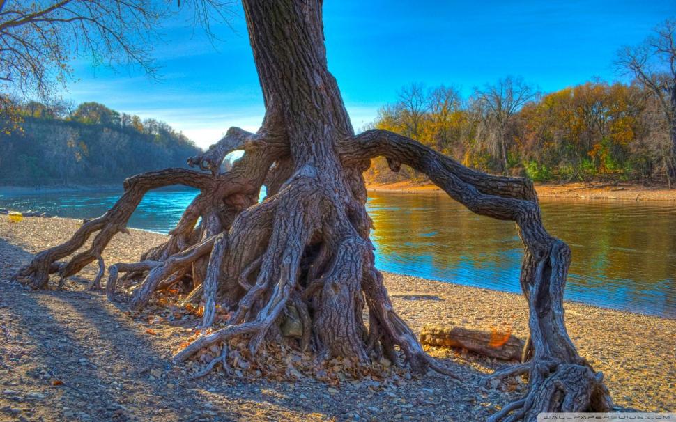Gnarled Tree Root By The River Hdr wallpaper,roots HD wallpaper,tree HD wallpaper,river HD wallpaper,nature & landscapes HD wallpaper,1920x1200 wallpaper