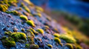 Macro Rock Stone Moss HD wallpaper thumb