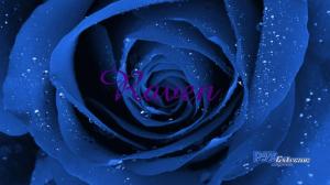 Beautiful Blue Rose wallpaper thumb