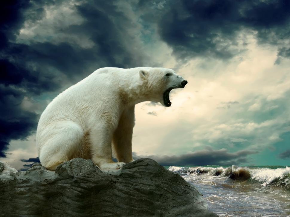 Polar bear at the sea coast wallpaper,Polar HD wallpaper,Bear HD wallpaper,Sea HD wallpaper,Coast HD wallpaper,2560x1920 wallpaper