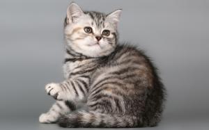 British Shorthair Kitten wallpaper thumb