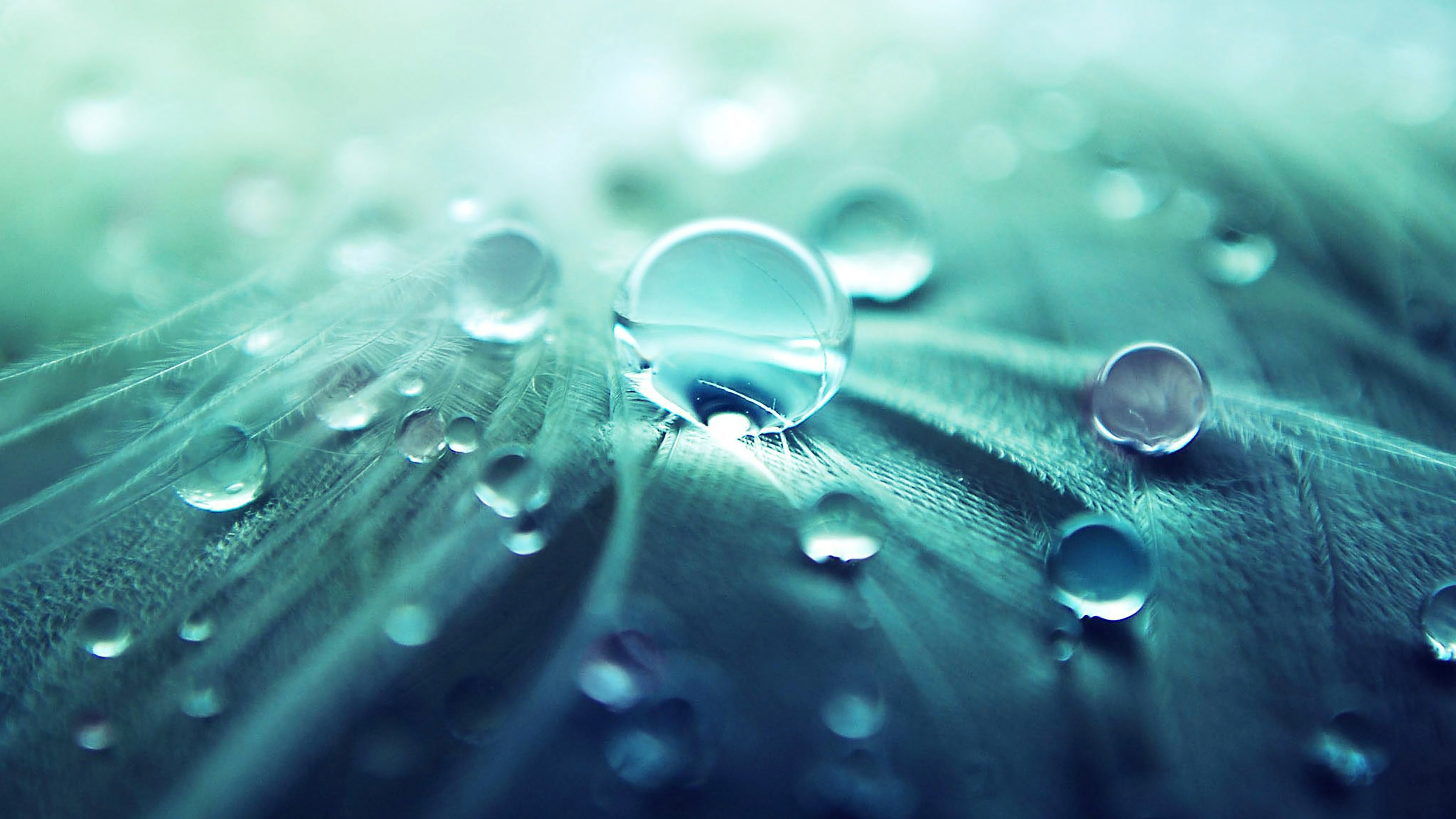 Round Rain Drops on a Leaf wallpaper | nature and landscape | Wallpaper