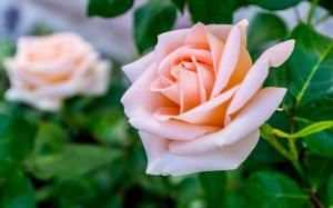 Blossoming rose wallpaper thumb