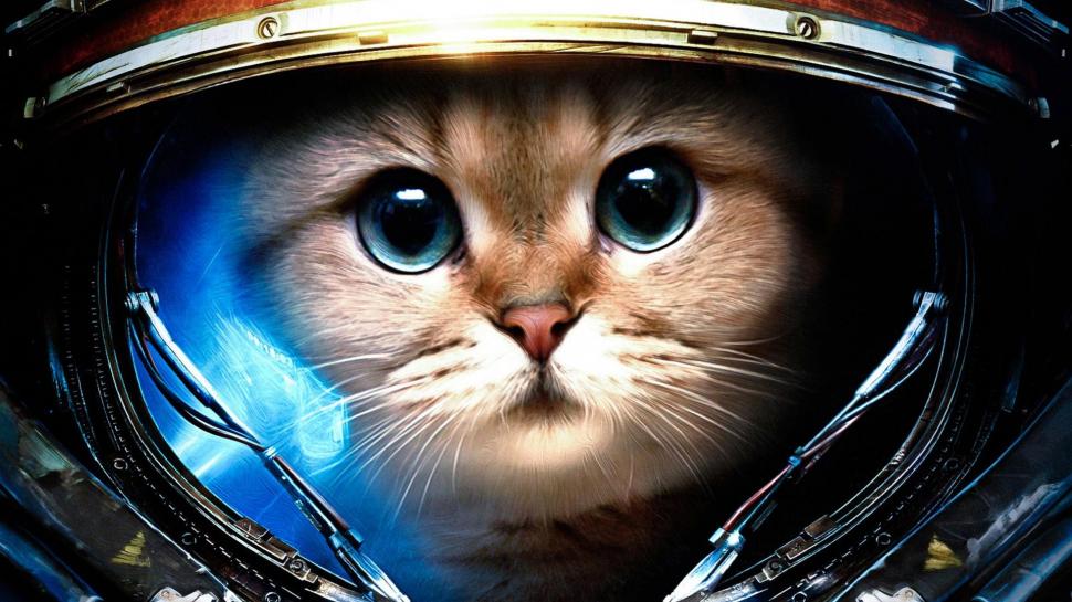 Commer Kitty Is Ready, To Save The World wallpaper,skyphoenixx1 HD wallpaper,picture HD wallpaper,fantastic HD wallpaper,nice HD wallpaper,helmet HD wallpaper,beautiful HD wallpaper,astronaut HD wallpaper,kittens HD wallpaper,mission HD wallpaper,planet HD wallpaper,anim HD wallpaper,1920x1080 wallpaper