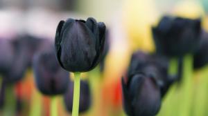 Black tulip flowers wallpaper thumb