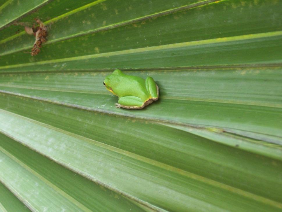 Glades Frog wallpaper,palm frond HD wallpaper,frog HD wallpaper,nature HD wallpaper,small HD wallpaper,amphibian HD wallpaper,cute HD wallpaper,green HD wallpaper,everglades HD wallpaper,animals HD wallpaper,2304x1728 wallpaper