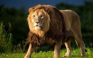 Animals close-up, lion, mane, predator, grass wallpaper thumb