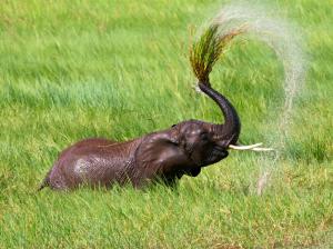 Tanzania, Africa, grass, elephant shower wallpaper thumb