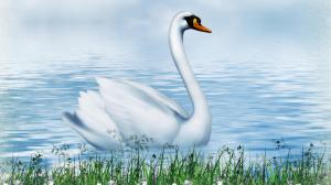 Swan So Fine wallpaper thumb