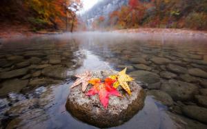 River, stones, maple leaves, autumn, morning wallpaper thumb