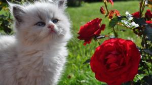 White kitten smelling the rose wallpaper thumb
