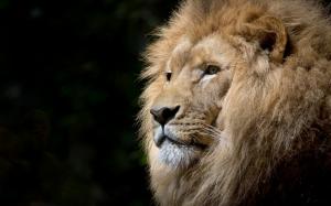 Animal, eyes, fur, dangerous, africa, head, lion, wild, predator, close-up, mammal, carnivore wallpaper thumb