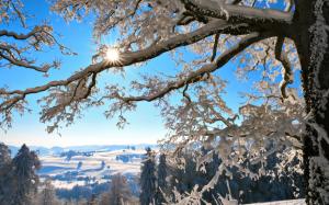 Winter, twigs, thick snow, sun, Switzerland wallpaper thumb
