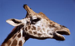 Giraffe head wallpaper thumb