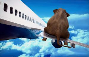 Elephant on airplane wing wallpaper thumb