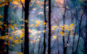 Forest, trees, branches, yellow leaves, autumn wallpaper thumb