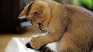Brown Kitten Playing wallpaper thumb