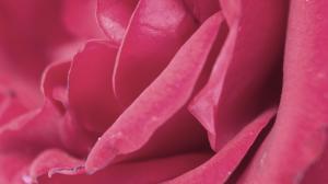 Pink Rose Petals wallpaper thumb