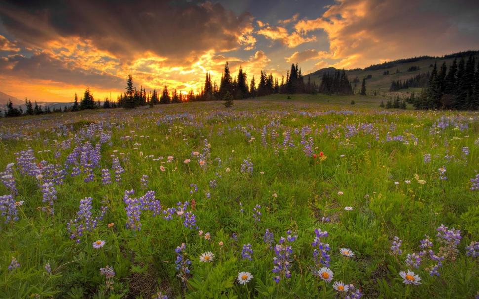 Sunset Over A Field Of Flowers wallpaper | nature and landscape ...
