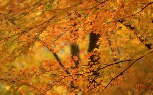 Autumn maple trees wallpaper thumb
