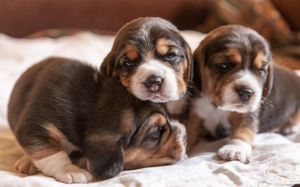 Cute puppies, home, beagles wallpaper,Cute HD wallpaper,Puppies HD wallpaper,Home HD wallpaper,Beagles HD wallpaper,2560x1600 wallpaper