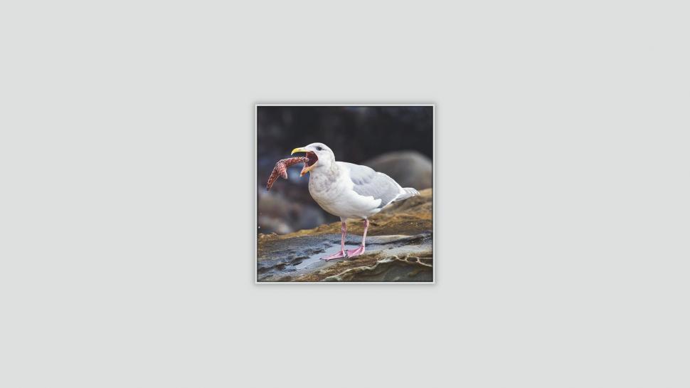 Seagulls, Bird, Hunting wallpaper,seagulls HD wallpaper,bird HD wallpaper,hunting HD wallpaper,1920x1080 wallpaper