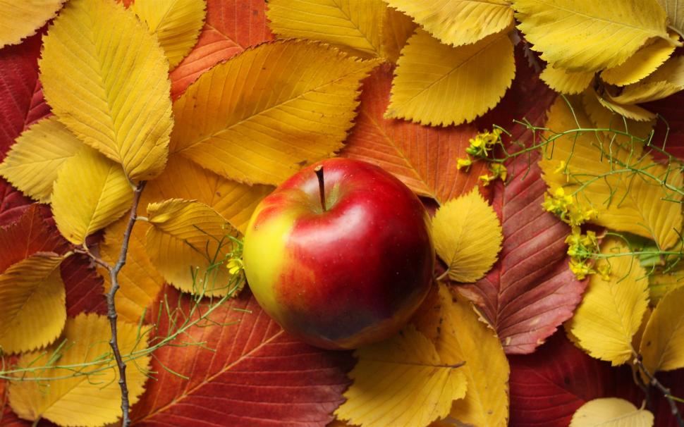 Yellow leaves, red apple wallpaper,Yellow HD wallpaper,Leaves HD wallpaper,Red HD wallpaper,Apple HD wallpaper,2560x1600 wallpaper