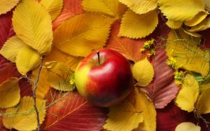 Yellow leaves, red apple wallpaper thumb
