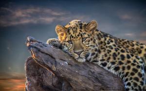 Leopard On Stone  High Res Photos wallpaper thumb