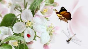 Apple flowers and small insects wallpaper thumb