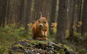 Squirrel in forest wallpaper thumb