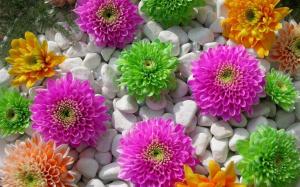 Colored Flowers Stones wallpaper thumb