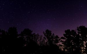 Trees under the starry sky wallpaper thumb
