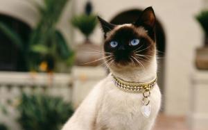 Cat with diamond collar wallpaper thumb
