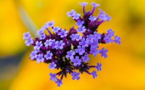 Flowers, purple inflorescence, yellow background wallpaper thumb