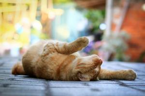 Cat, legs, lying wallpaper thumb