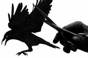 raven, hand, black, bird, wings wallpaper thumb