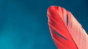 Red Feather HD wallpaper thumb