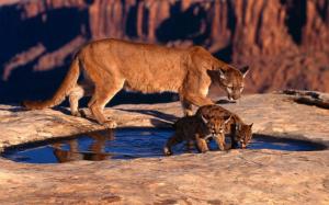 Mountain Lion Cougar Cub HD wallpaper thumb