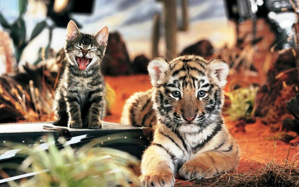 The Cat & The Cub wallpaper,tiger HD wallpaper,cute HD wallpaper,animals HD wallpaper,1920x1200 wallpaper